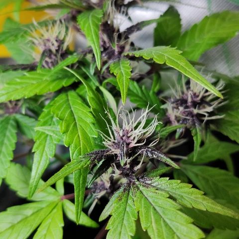 Auto Purple growlog timeline photo