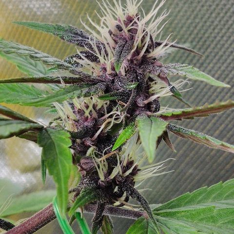Auto Purple growlog timeline photo