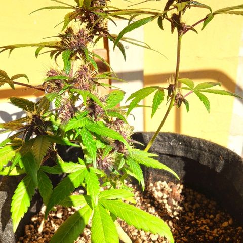 Auto Purple growlog timeline photo