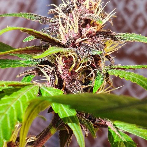 Auto Purple growlog timeline photo