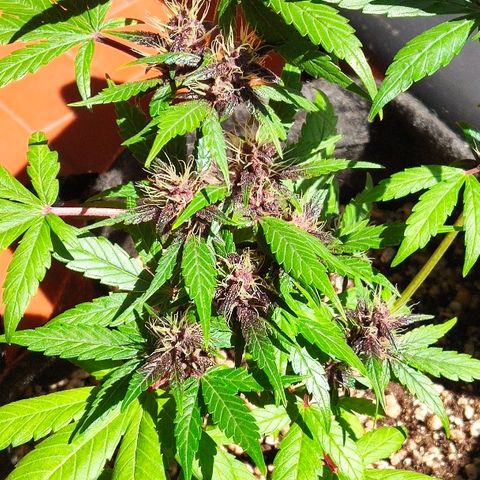Auto Purple growlog timeline photo