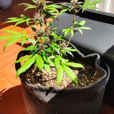 Auto Purple growlog timeline photo