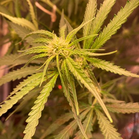 Banana Punch growlog timeline photo