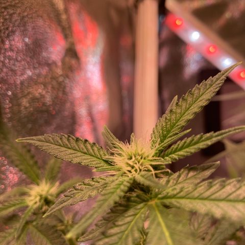 Banana Punch growlog timeline photo