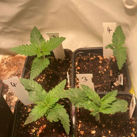 Cheese Kush nr4 growlog timeline photo