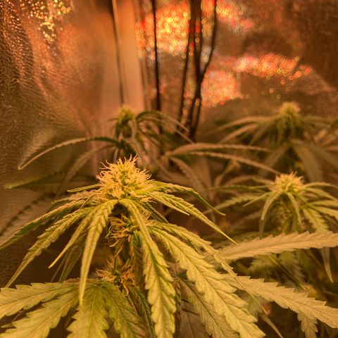 Banana Punch growlog timeline photo