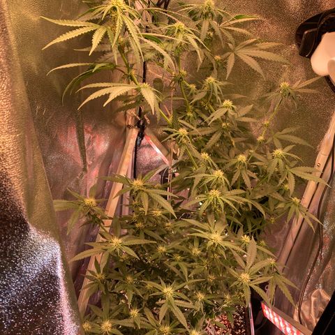 Banana Punch growlog timeline photo