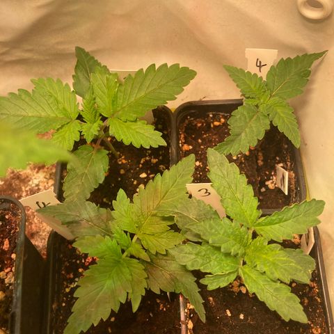 Cheese Kush nr4 growlog timeline photo