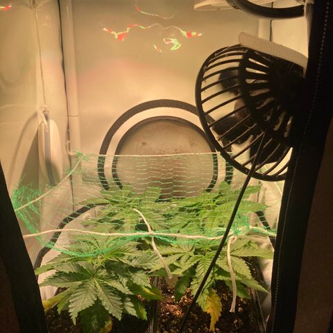 Cheese Kush nr4 growlog timeline photo