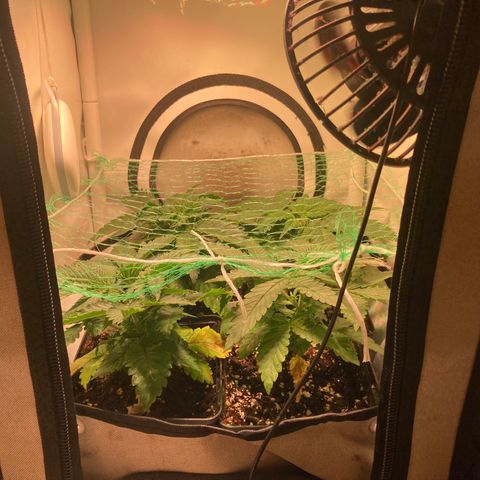 Cheese Kush nr4 growlog timeline photo