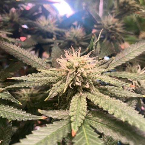 Banana Punch growlog timeline photo