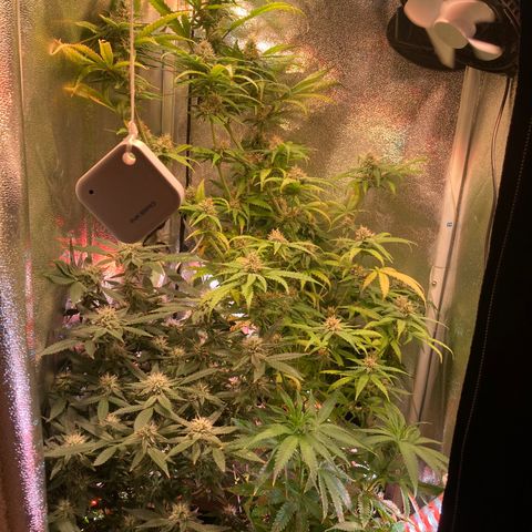 Banana Punch growlog timeline photo