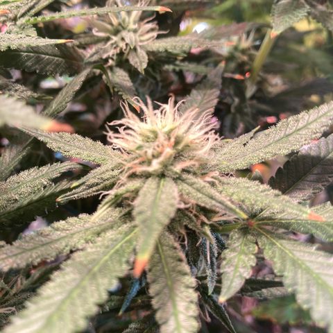 Banana Punch growlog timeline photo