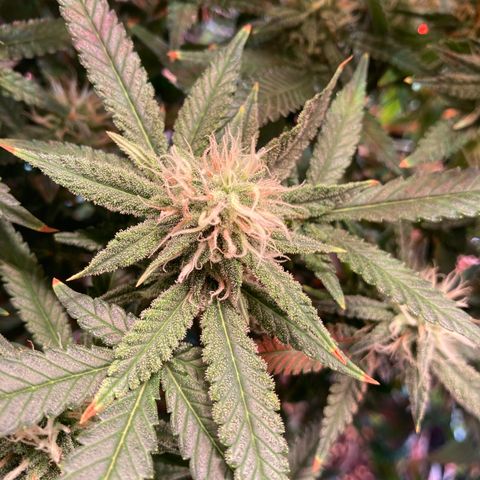 Banana Punch growlog timeline photo