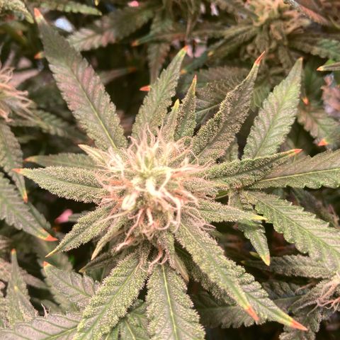 Banana Punch growlog timeline photo