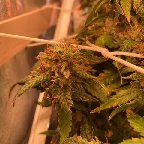 Cheese Kush nr4 growlog timeline photo