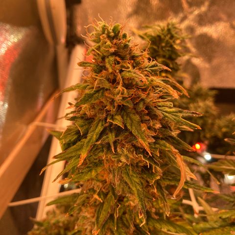 Cheese Kush nr4 growlog timeline photo