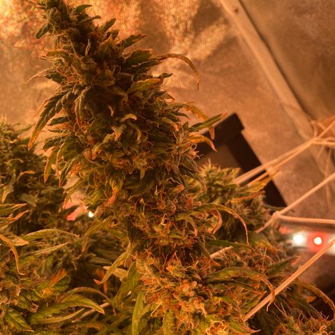 Cheese Kush nr4 growlog timeline photo