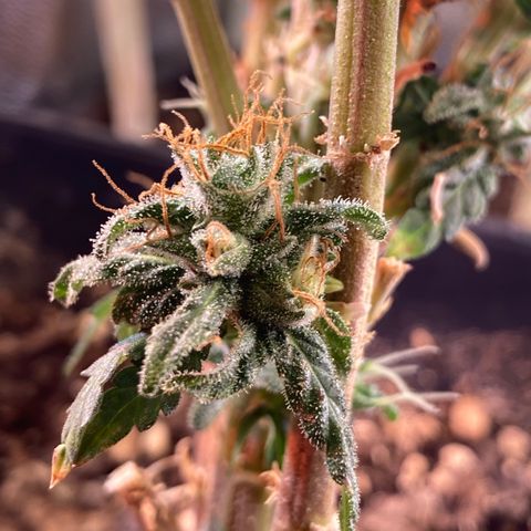 Cheese Kush nr4 growlog timeline photo