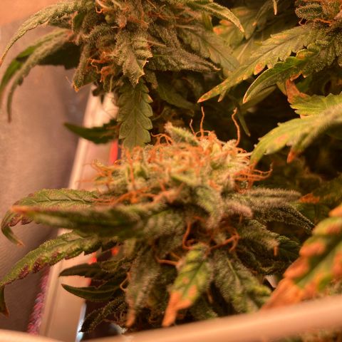 Cheese Kush nr4 growlog timeline photo