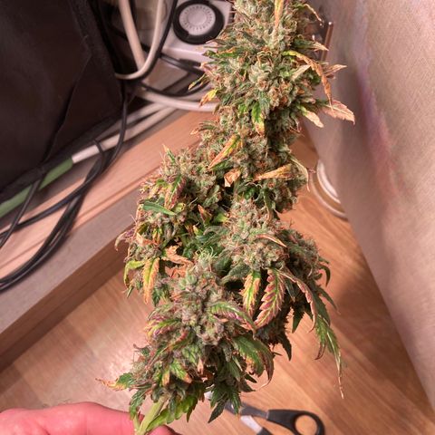 Cheese Kush nr4 growlog timeline photo
