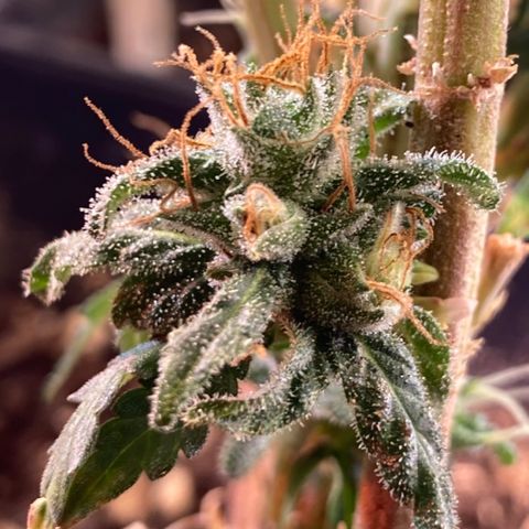 Cheese Kush nr4 growlog timeline photo