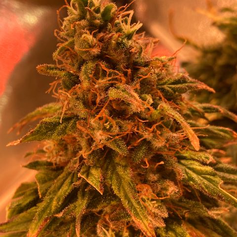 Cheese Kush nr4 growlog timeline photo