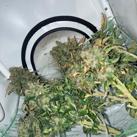 Cheese Kush nr4 growlog timeline photo