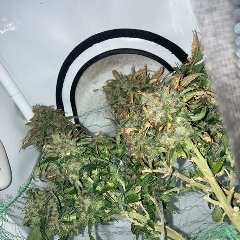 Cheese Kush nr4 growlog timeline photo