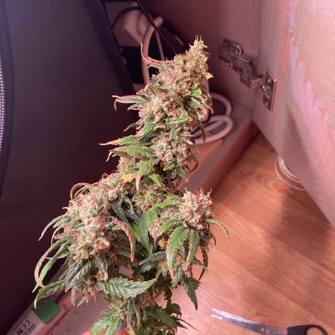 Cheese Kush nr4 growlog timeline photo