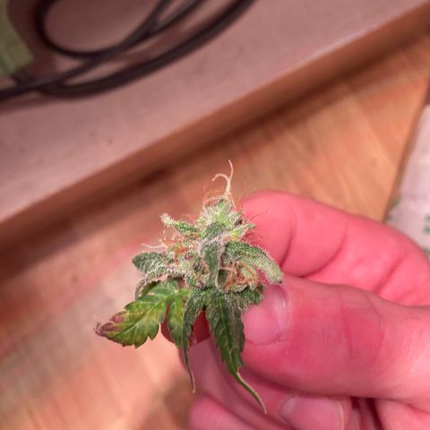 Cheese Kush nr4 growlog timeline photo