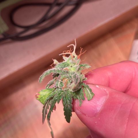 Cheese Kush nr4 growlog timeline photo