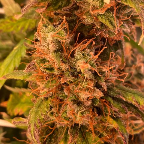 Cheese Kush nr4 growlog timeline photo
