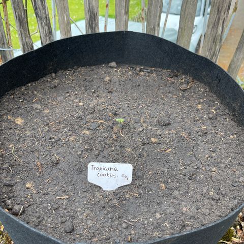 Tropicana Cookies growlog timeline photo