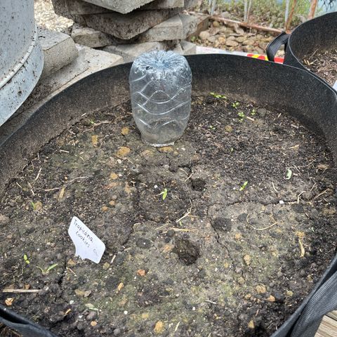 Tropicana Cookies growlog timeline photo