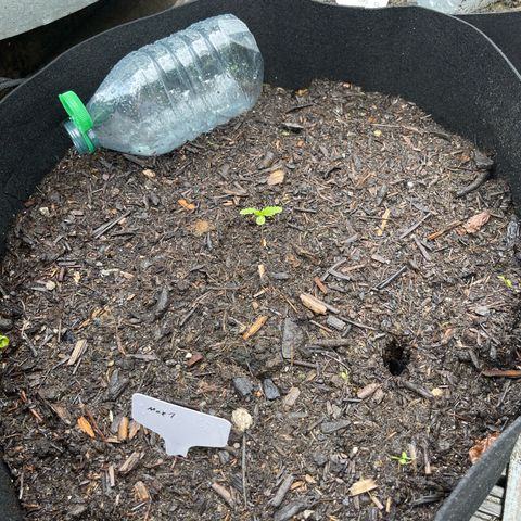 Mac-1 growlog photo: Regen 