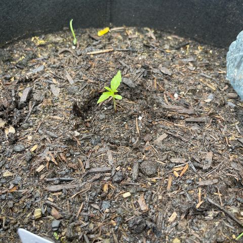 Blue Cheese growlog photo: Regen 