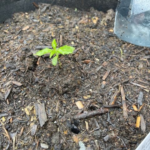 Blue Cheese growlog photo: Regen 