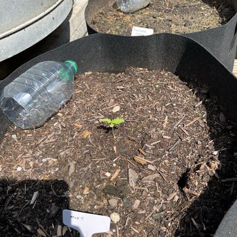 Mac-1 growlog timeline photo