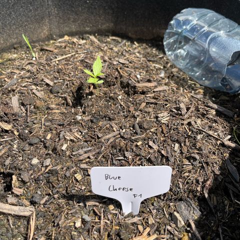 Blue Cheese growlog timeline photo