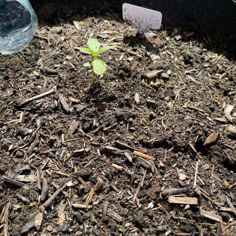 Blue Cheese growlog timeline photo