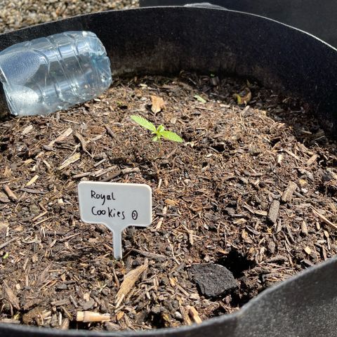 Royal Cookies Automatic growlog timeline photo
