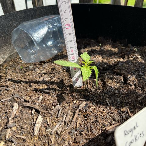 Royal Cookies Automatic growlog timeline photo
