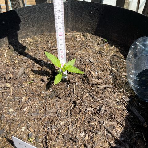 Blue Cheese growlog timeline photo
