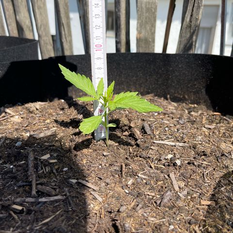 Blue Cheese growlog timeline photo