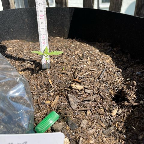 Mac-1 growlog timeline photo