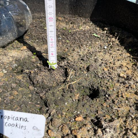 Tropicana Cookies growlog timeline photo