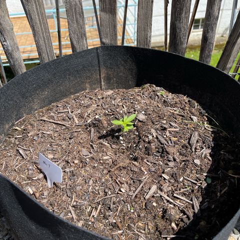 Mac-1 growlog timeline photo