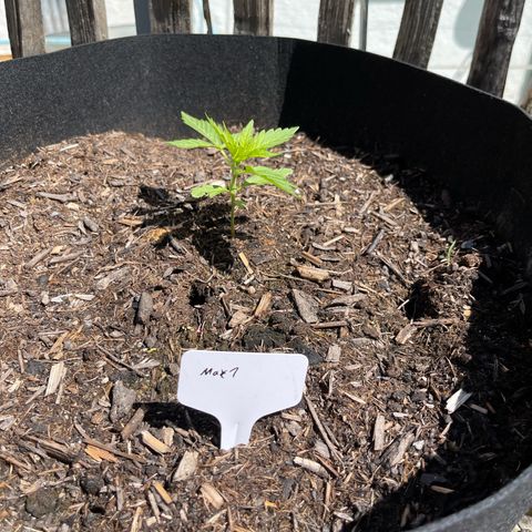 Mac-1 growlog timeline photo