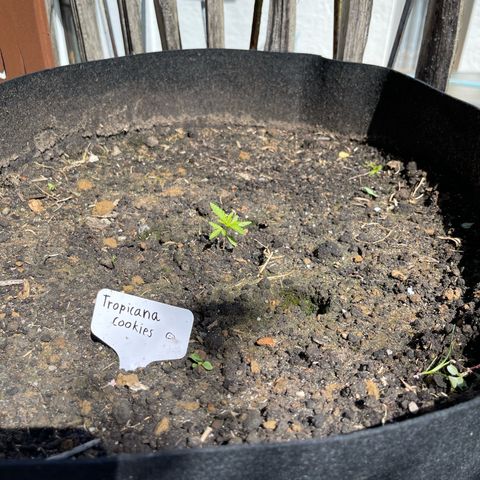 Tropicana Cookies growlog timeline photo